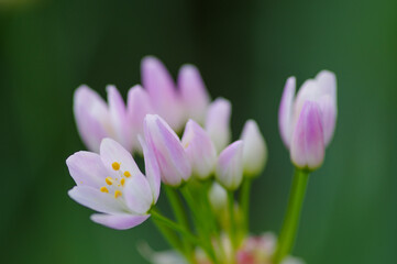 Fototapeta premium ハタケニラの花。荒地や農地、舗装路の裂け目でよく見る雑草であるが、マクロレンズでクローズアップ撮影すると綺麗である。