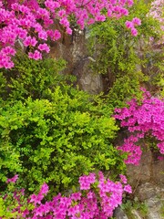 Beautiful red, white, and yellow flowers that bloom in spring in Korea.