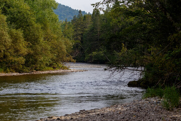 Far Eastern nature. A picturesque reserved mountain river flows between green trees.