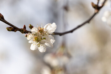 Beautiful white apple blossom flowers in spring time