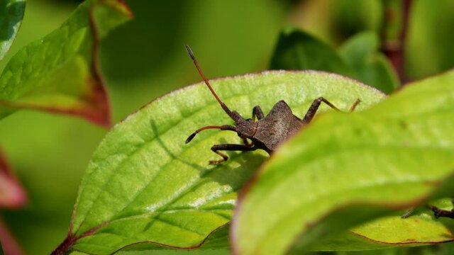 Dock Bug or Dock Leaf Bug, Coreus marginatus