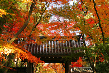 紅葉が鮮やかな京都の寺院