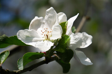 Naklejka na ściany i meble Beautiful white apple blossom flowers in spring time