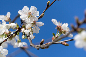 Beautiful white apple blossom flowers in spring time
