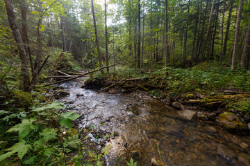 Far Eastern nature. A picturesque reserved mountain river flows between green trees.