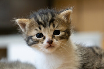 Fototapeta na wymiar Portrait of a baby cat cat. A cat with floppy ears. kittten