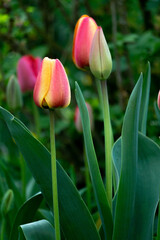 Beautiful red and yellow tulips macro shot