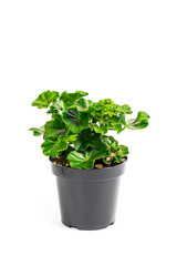Naklejka premium Geranium in Pots Ready for Planting Spring Landscaping on White Background. Selective focus.