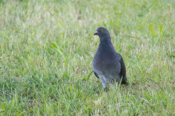 Obraz premium Rock dove walks on the grass Columba livia