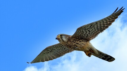 青空バックに餌を掴んで飛ぶ繁殖期のチョウゲンボウ成鳥