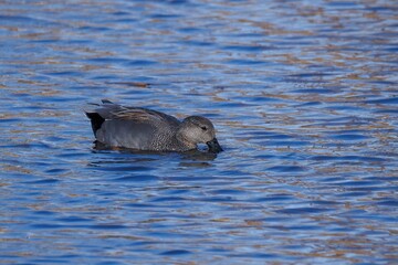 青空とメタセコイアの黄葉映す水面をのんびり泳ぐオカヨシガモ メス