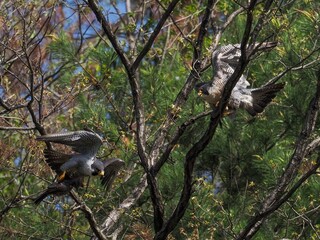 木の上で餌渡しをする繁殖期のハヤブサカップル