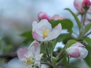 ひっそりと咲くちょうど見頃のリンゴの花