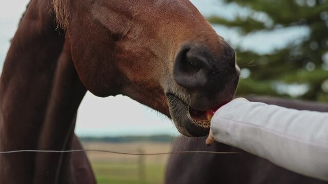 Brown horse eating juicy apple from woman's hand, Slow Motion Closeup