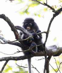 Southern lemurs and baby on trees 