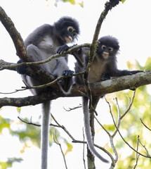 Southern lemurs and baby on trees