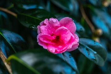 Fototapeta premium 花 滴