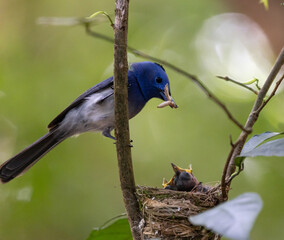 Black naped Monarch  and  feed food baby birds