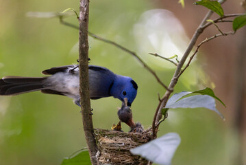 Black naped Monarch  and  feed food baby birds
