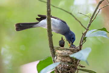 Black naped Monarch  and  feed food baby birds
