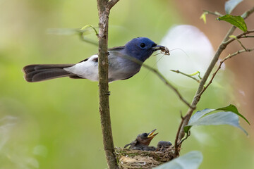 Black naped Monarch  and  feed food family 
