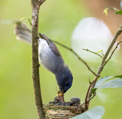Black naped Monarch  and  feed food family 