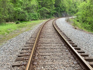 Obraz premium Railroad running through a beautiful forest