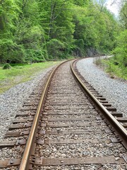 Obraz premium Railroad running through the forest