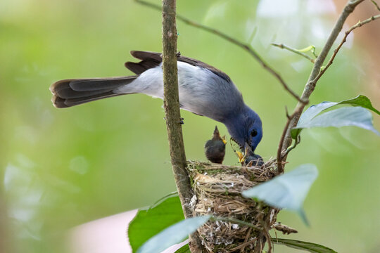 Black Naped Monarch  And  Feed Food Baby Birds