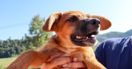 cute brown puppy