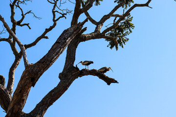 Fototapeta na wymiar buff-necked ibis in a tree