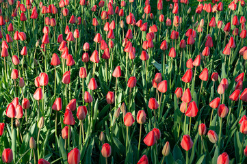 Field of red tulips