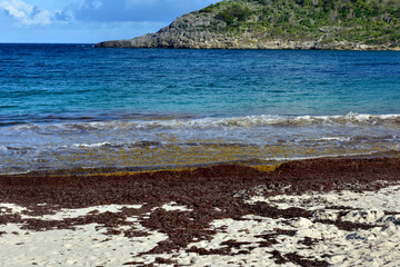 Sargassum invasion