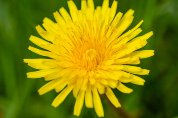 A macro shot of a yellow dandelion flower