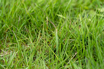 A close-up shot of a broad blade of grass in a lawn