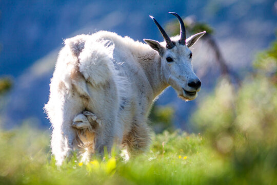 Happy Mountain Goat