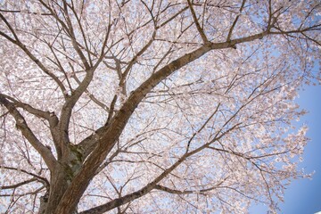 青空に透ける桜、ソメイヨシノ
