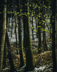 Obraz premium Green colors in forest