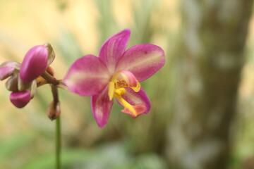 close up shot of a  pink and yellow  colour mixed  orchid flower