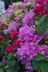 The exotic bougainvillea flower in nature