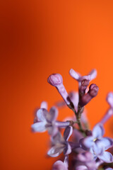 Purple flower blossom close up background Syringa vulgaris family oleaceae botanical modern high...