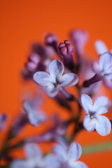 Purple flower blossom close up background Syringa vulgaris family oleaceae botanical modern high...