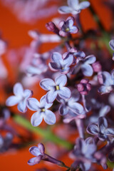 Purple flower blossom close up background Syringa vulgaris family oleaceae botanical modern high...