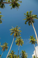 Fototapeta premium Coconut palm trees perspective view