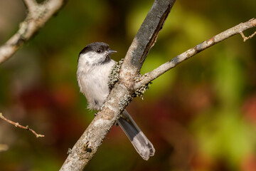 Poecile montanus

