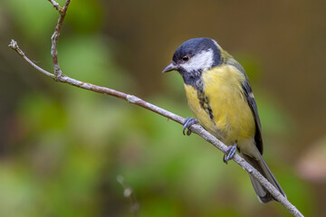 Obraz premium Parus major