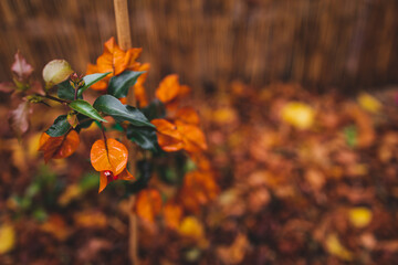 idyllic autumn backyard with lots of golden and red fallen leaves and beautiful orange bougainvillea plants with flowers, cosy fall vibes