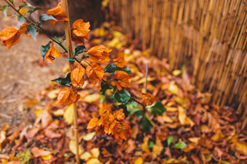 idyllic autumn backyard with lots of golden and red fallen leaves and beautiful orange bougainvillea plants with flowers, cosy fall vibes