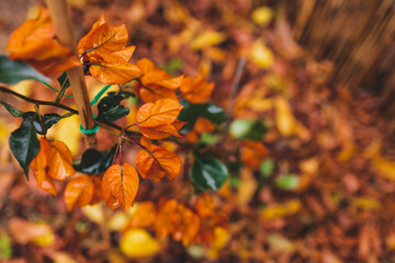 idyllic autumn backyard with lots of golden and red fallen leaves and beautiful orange...