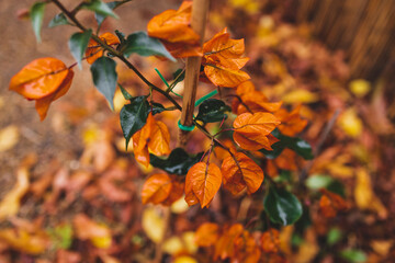 idyllic autumn backyard with lots of golden and red fallen leaves and beautiful orange bougainvillea plants with flowers, cosy fall vibes